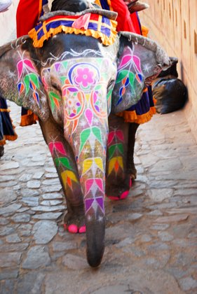 India, February 2015 — travel photo 418
