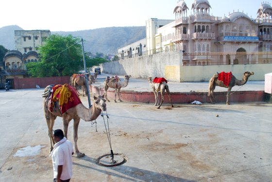 India, February 2015 — travel photo 431