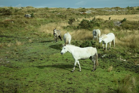 Ireland, September 2016 — travel photo 55