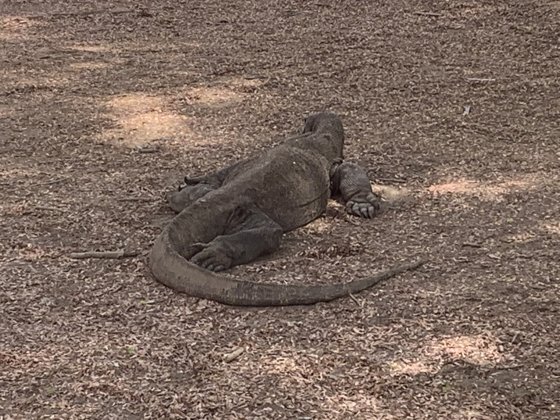 Australia, December 2019 — travel photo 39