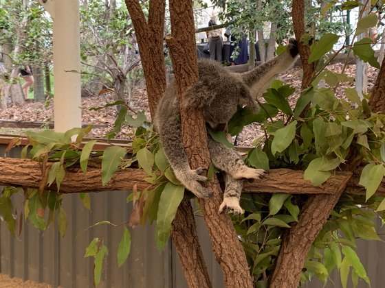 Australia, December 2019 — travel photo 208