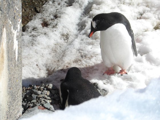 Antarctica, November 2024 — travel photo 51