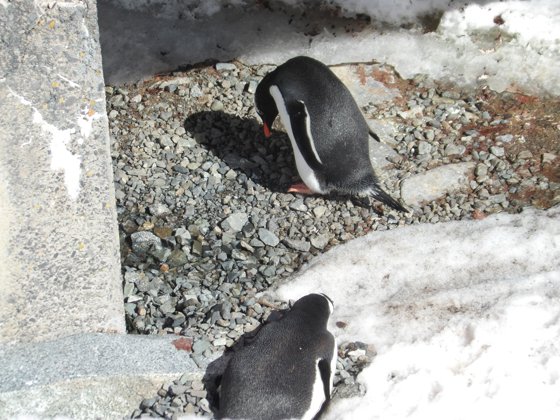 Antarctica, November 2024 — travel photo 53