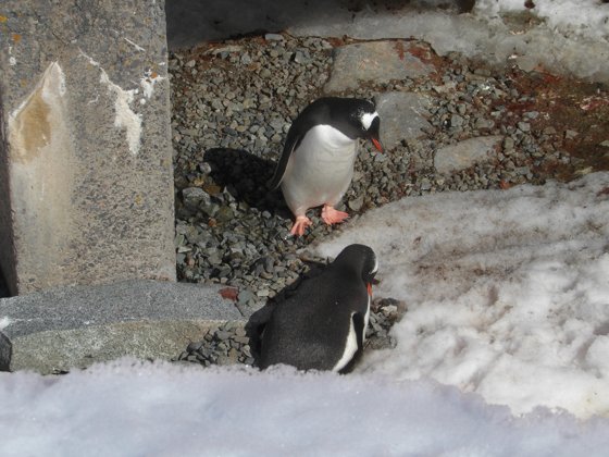 Antarctica, November 2024 — travel photo 54