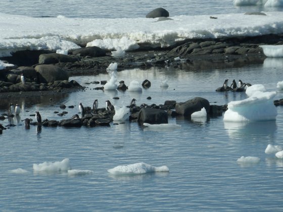 Antarctica, November 2024 — travel photo 56