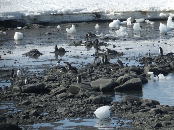 Antarctica, November 2024 — travel photo 57