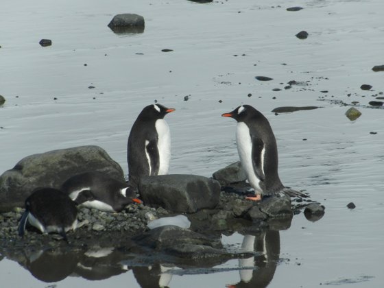 Antarctica, November 2024 — travel photo 62