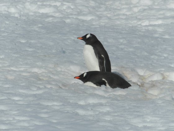 Antarctica, November 2024 — travel photo 63
