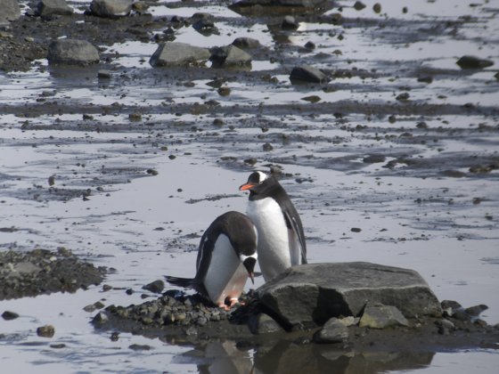 Antarctica, November 2024 — travel photo 64