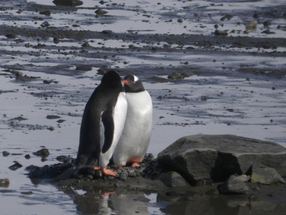 Antarctica, November 2024 — travel photo 67