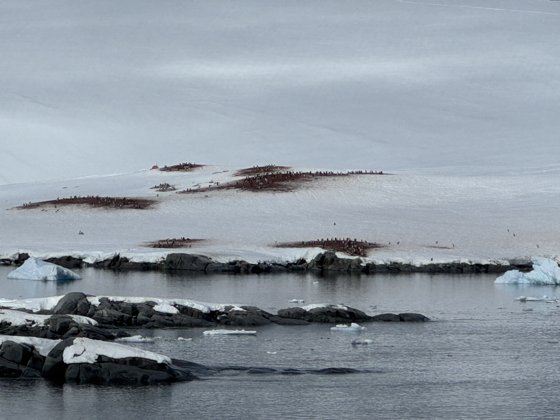 Antarctica, November 2024 — travel photo 88