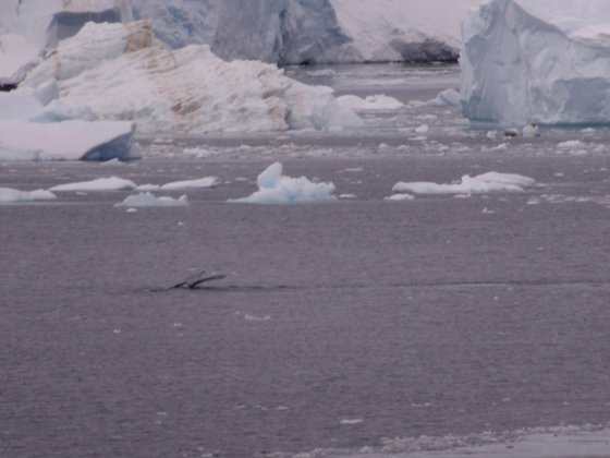 Antarctica, November 2024 — travel photo 333