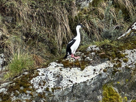 Chilean Fjords & Patagonia, November 2025 — travel photo 157